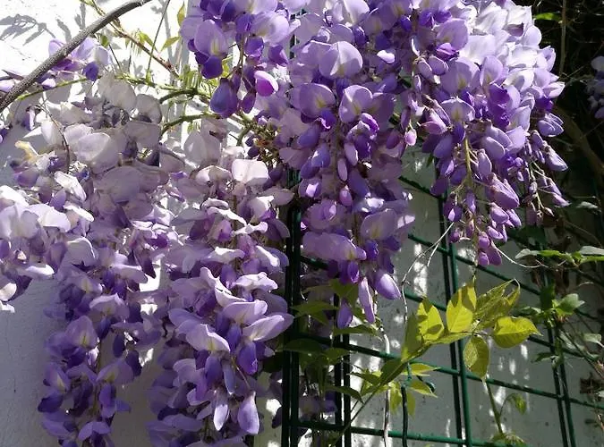 דירה Haus Zur Eule טודנאו